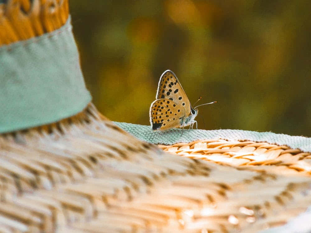 Woodland Moth On Hat