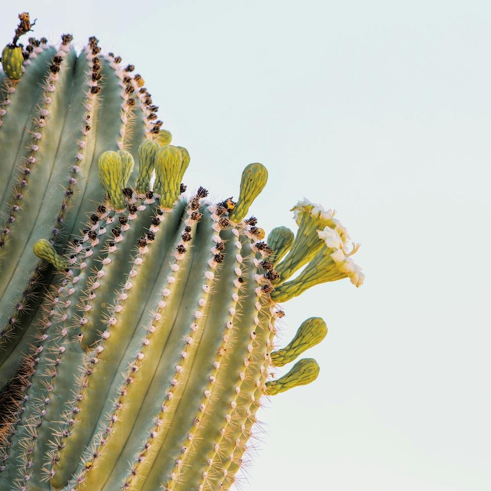 Saguaro Cactus Blooms