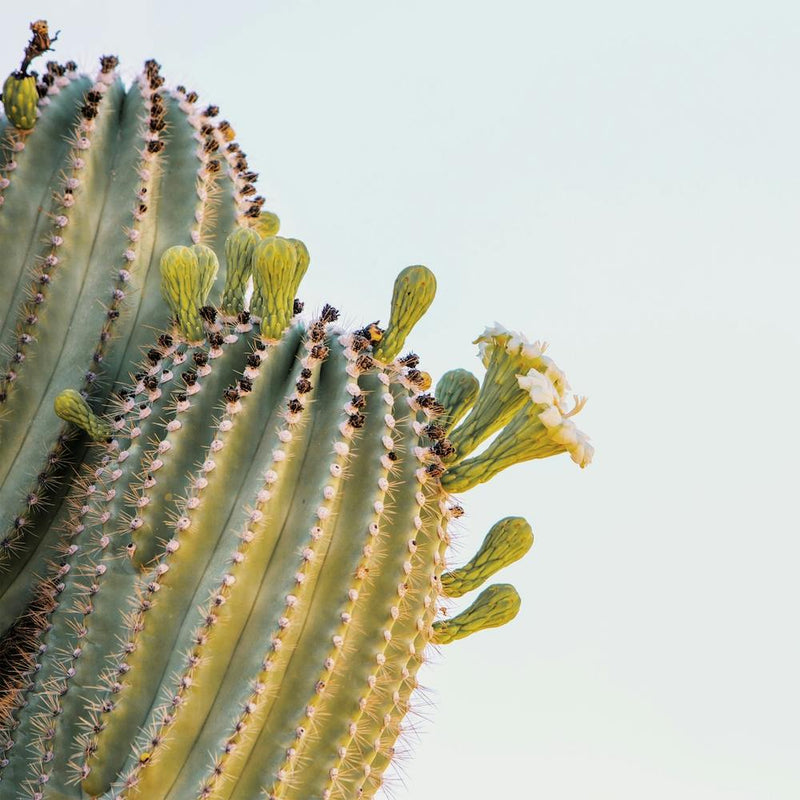 Saguaro Cactus Blooms