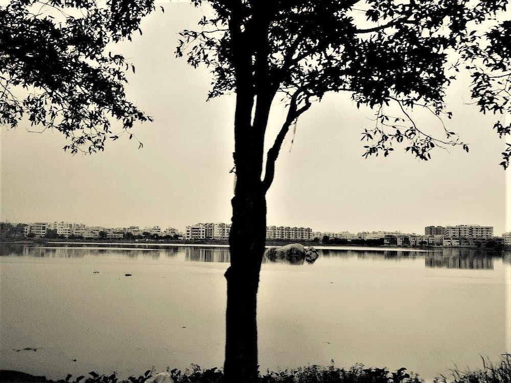 Tree By The Lake