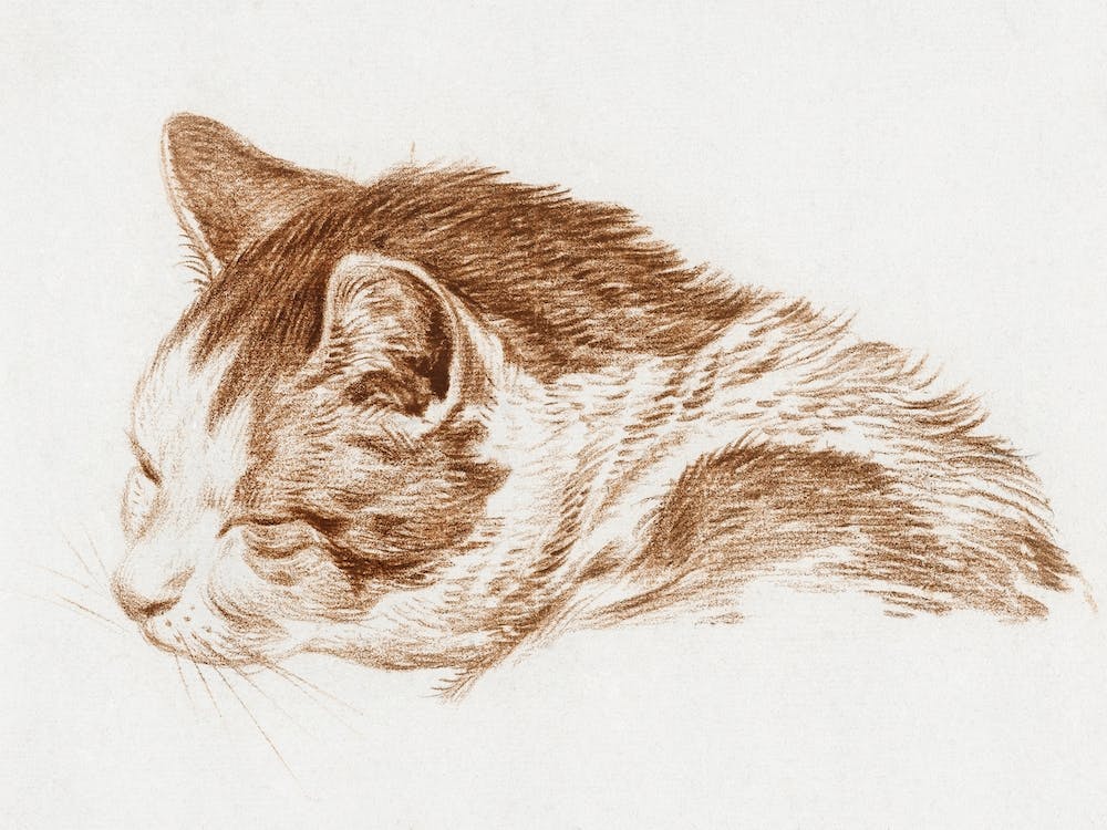 Head Of A Sleeping Cat, Jean Bernard