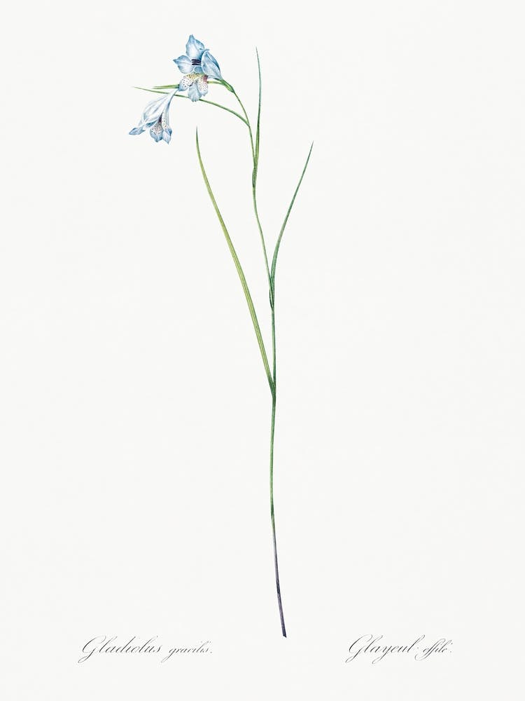 Blaue Pfeife, Pierre Joseph Redoute