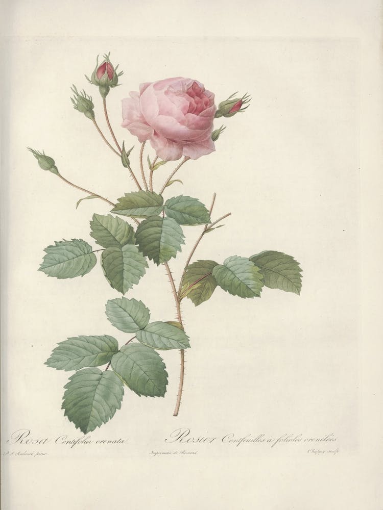 Rose Illustration, Pierre Joseph Redoute (37)