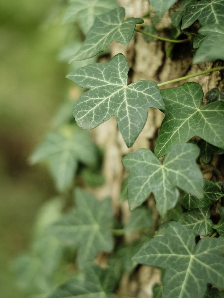 Green Ivy Leaves Climbing Up A Tree // Nature Photography
