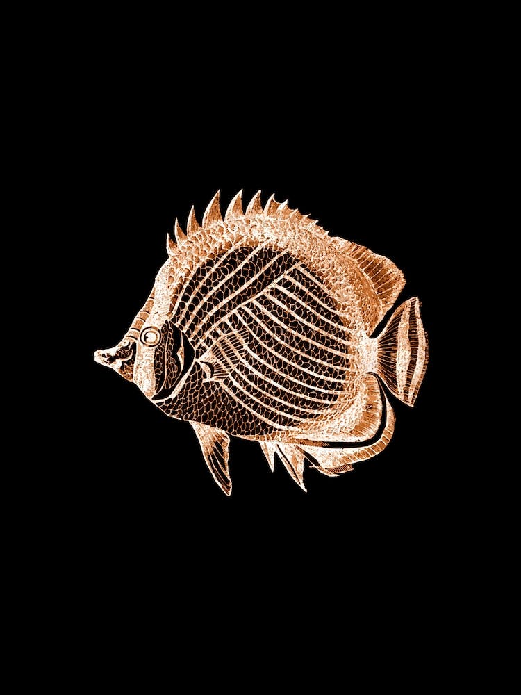 Gold and Black Fish