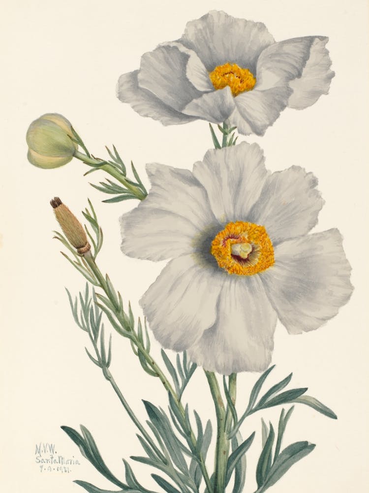 Vintage Botanical Mary Vaux Walcott _2732413
