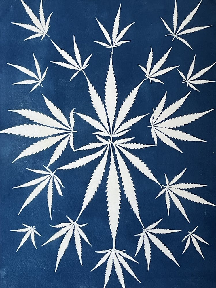 Cyanotype hemp blue leaves