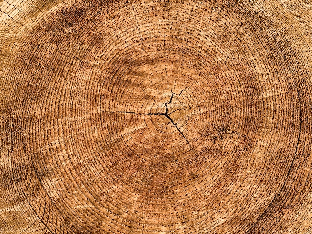 Tree Rings