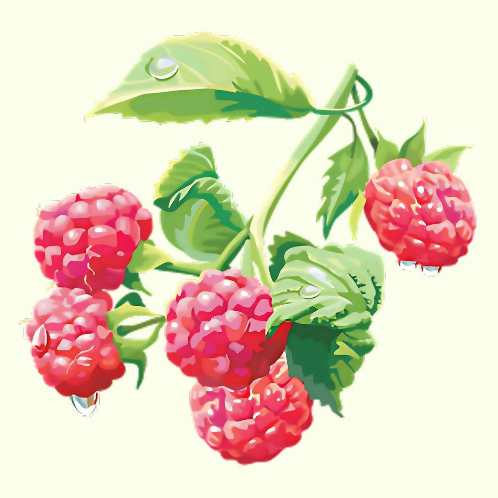 Raspberries On A Branch