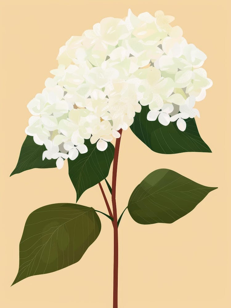 White Hydrangea