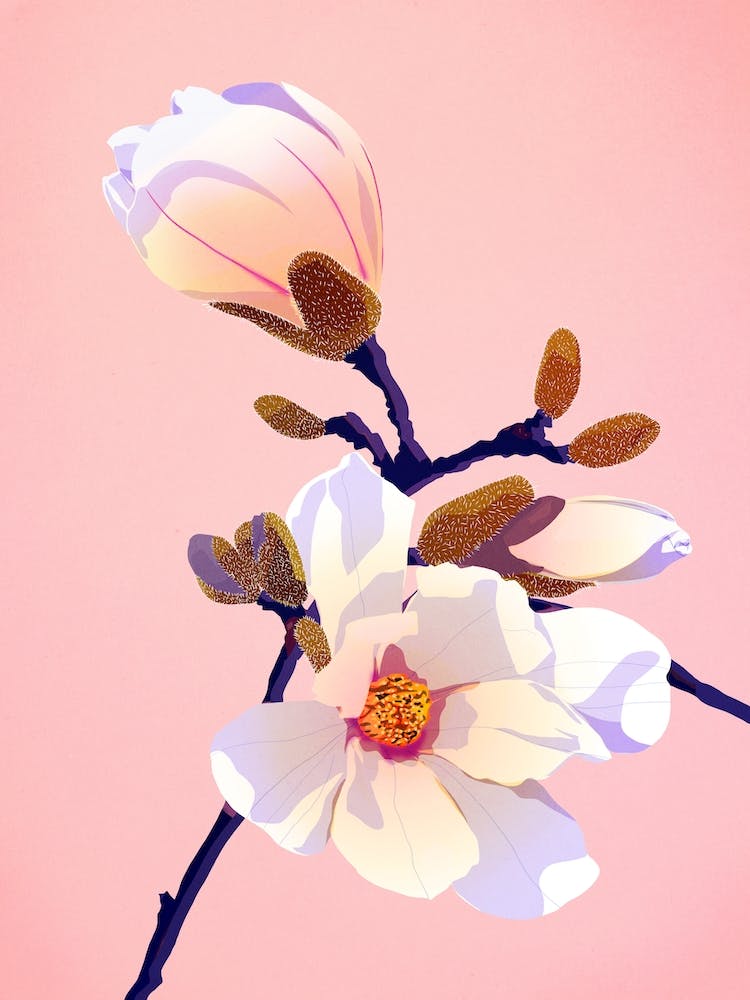 Cherry Bloom