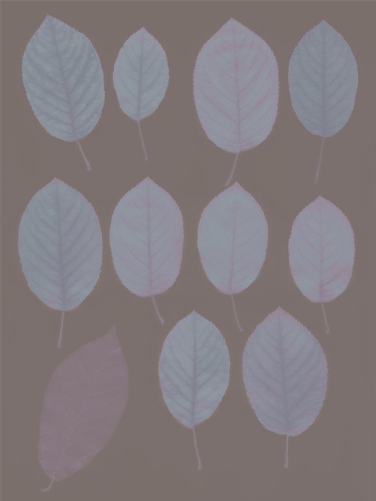 Autumn Parade Violet