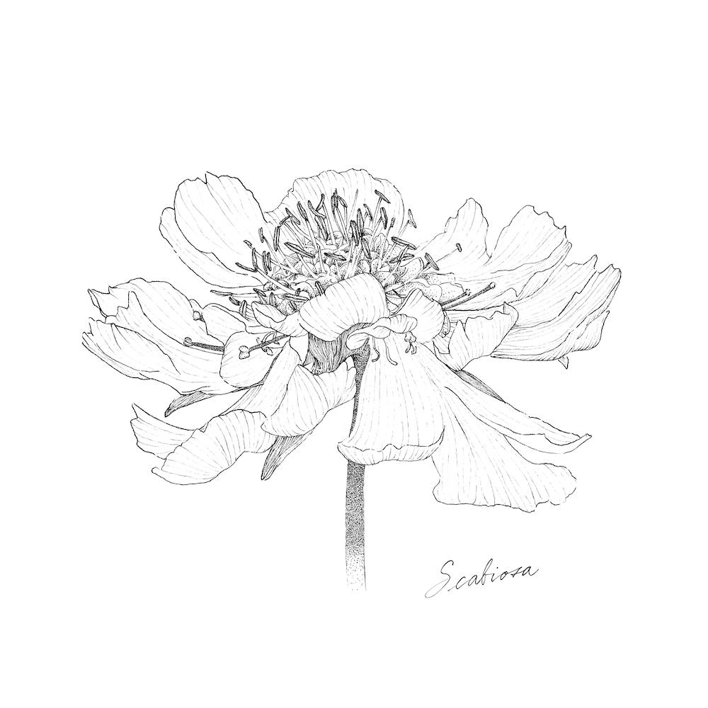 Scabiosa 2