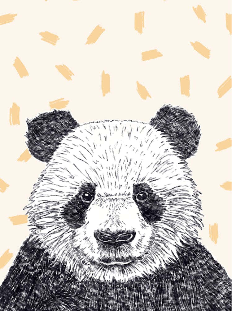 Panda Bear
