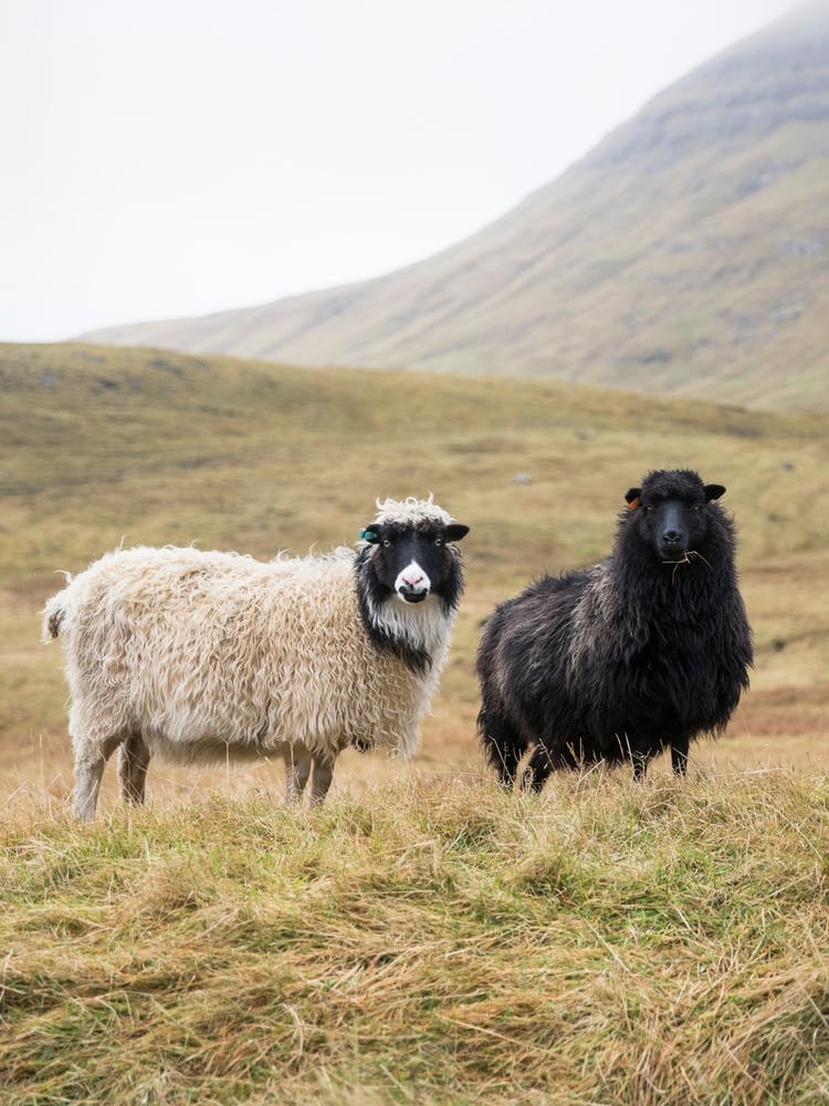 Faroe Islands Sheep