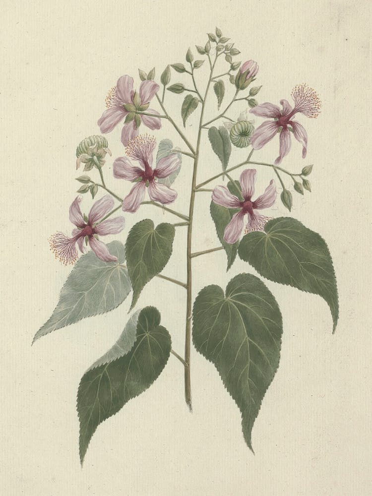 Abutilon longicuspe A. Rich. (Abutilon) dessin finalisé par Luigi Balugani