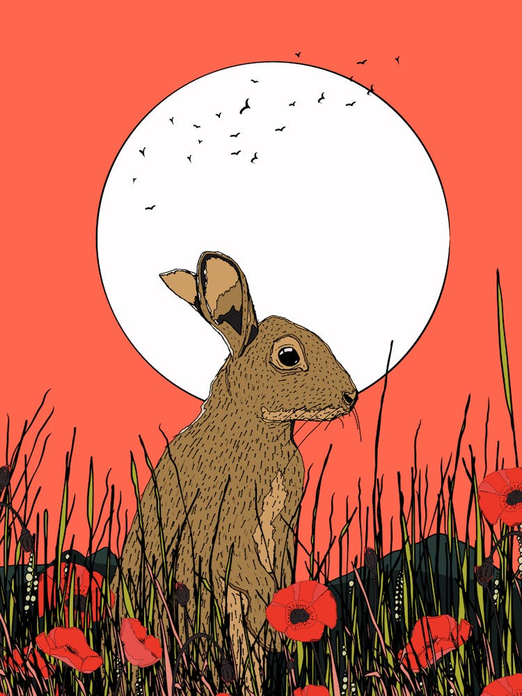 Hare In Poppies