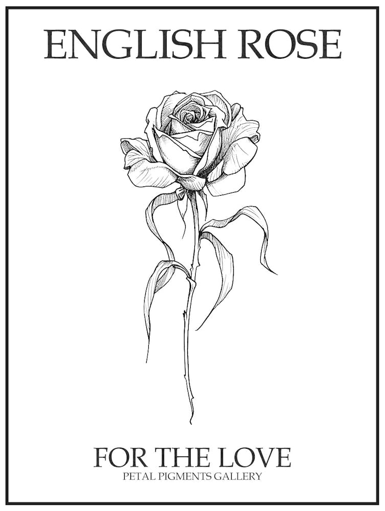 English Rose Black And White Line Drawing 22 Poster