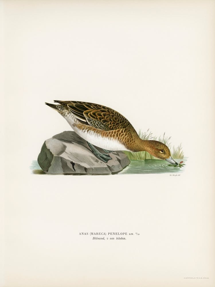 Eurasian Wigeon Female, The Von Wright Brothers