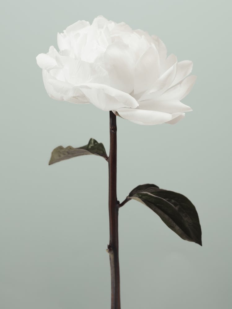 White Poppy_2314103