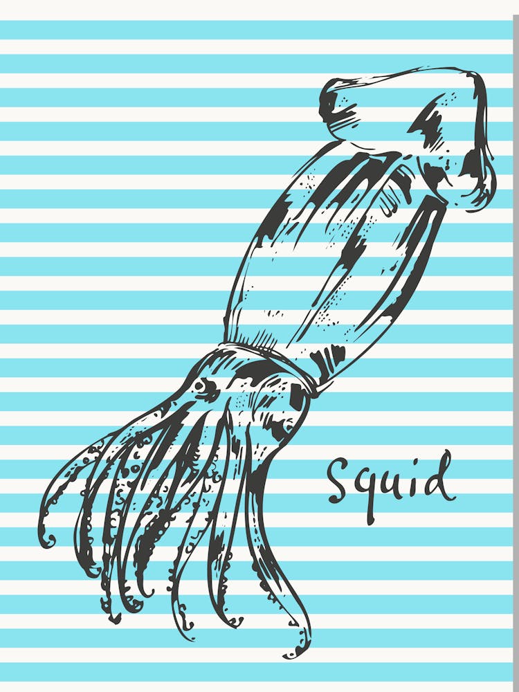 Squid