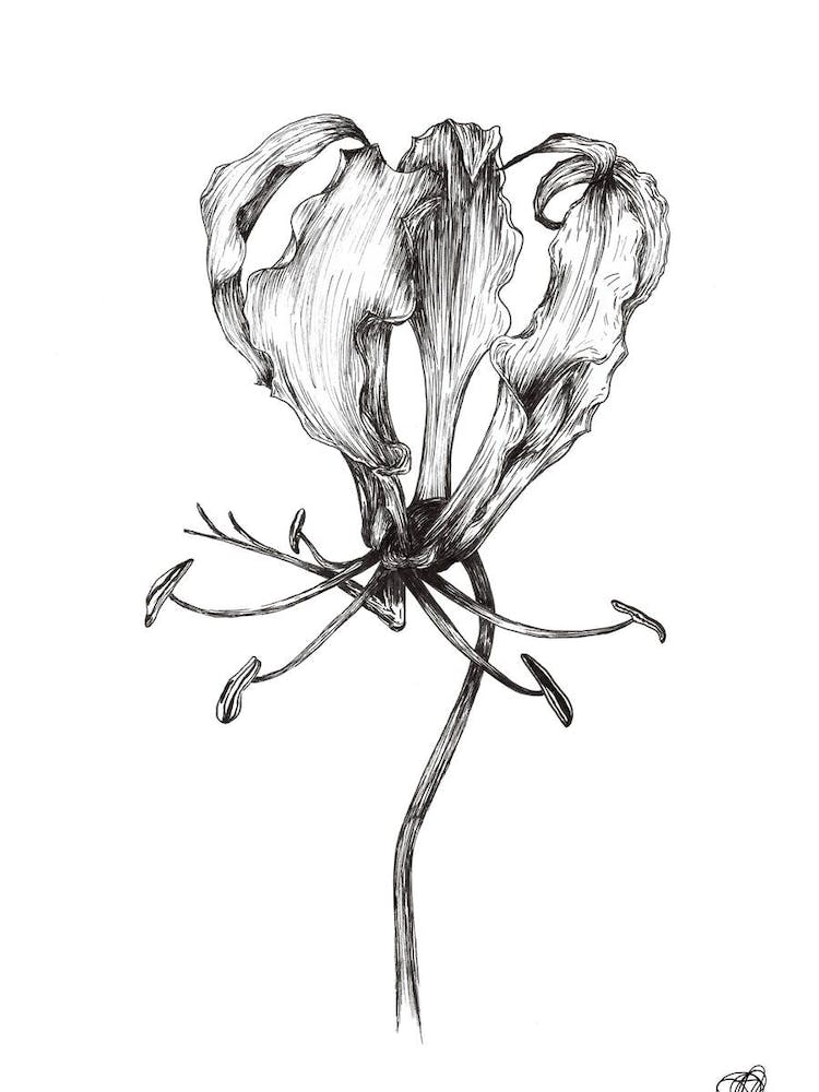 Black and White Flame Lilly 1