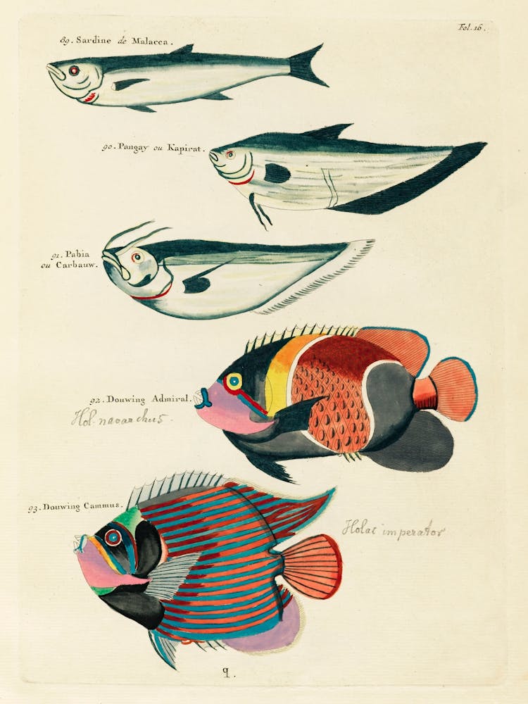 Colourful And Surreal Illustrations Of Fishes Found In Moluccas (Indonesia) And The East Indies, Louis Renard(24)