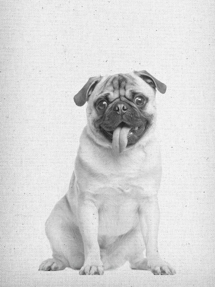 Mops II