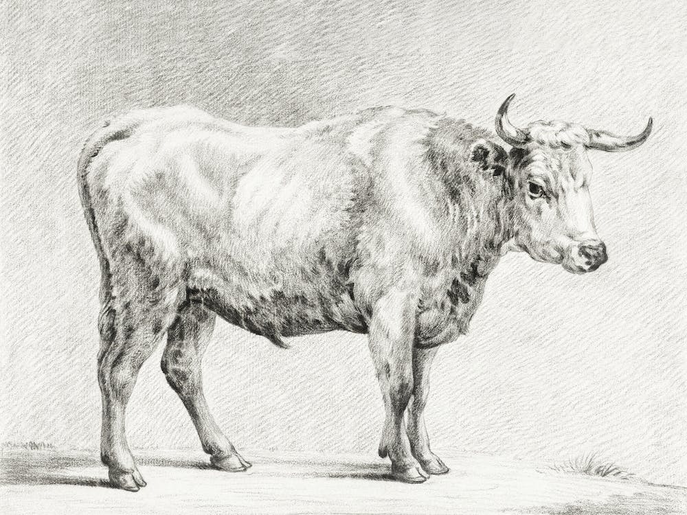 Stehender Stier 4, Jean Bernard