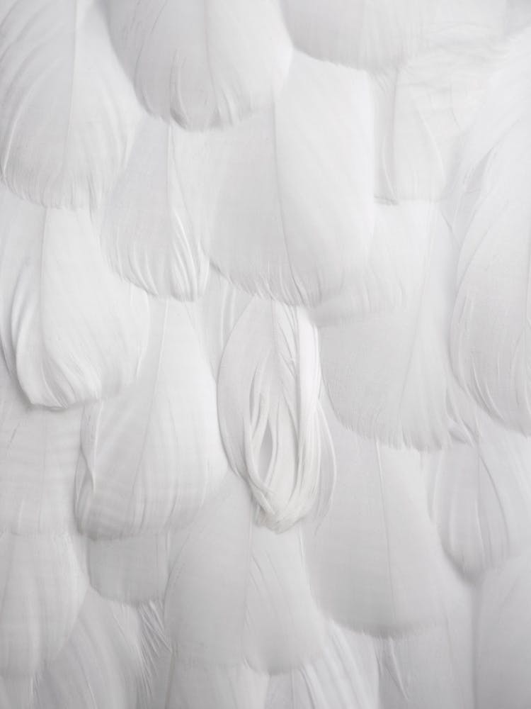 Soft White Feathers