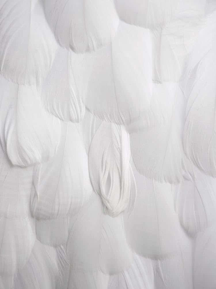 Soft White Feathers
