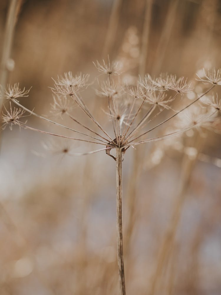 Flower in the Winter