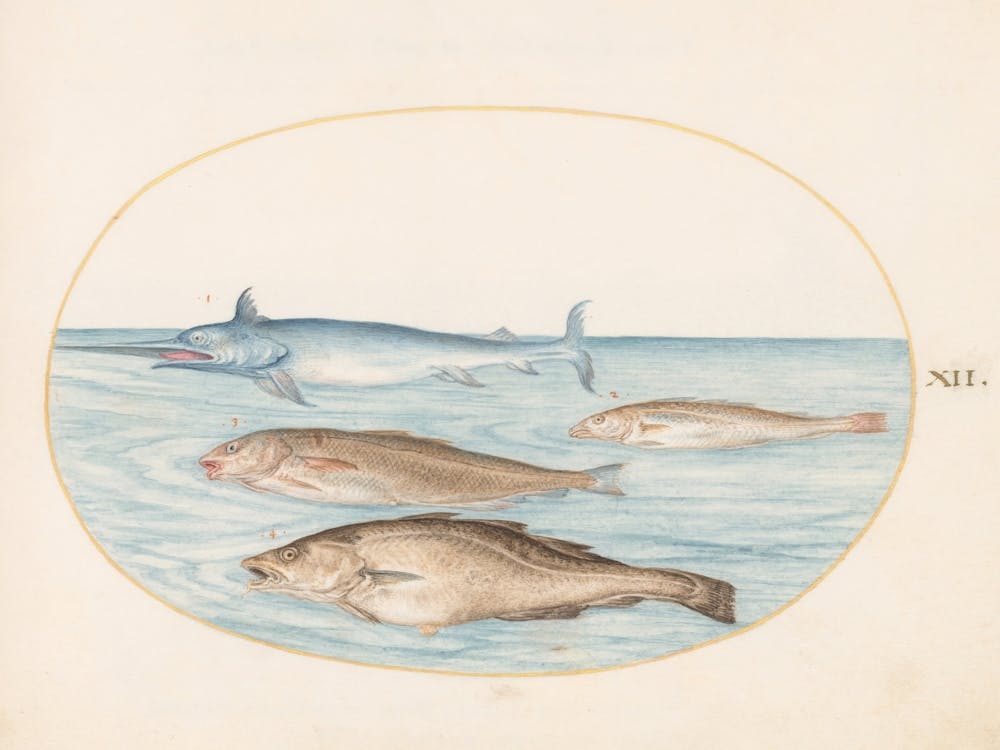 Aquatic And Shellfish Animals, Joris Hoefnagel (9)