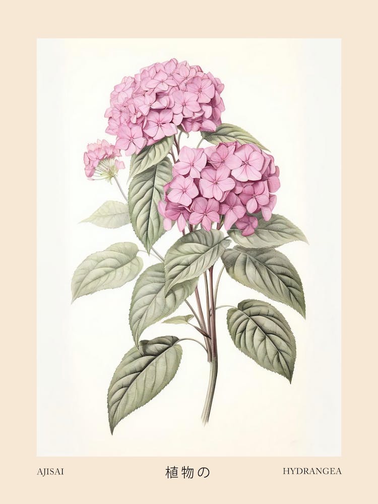 Ajisai Hydrangea 1 Vintage Japanese Botanical Poster
