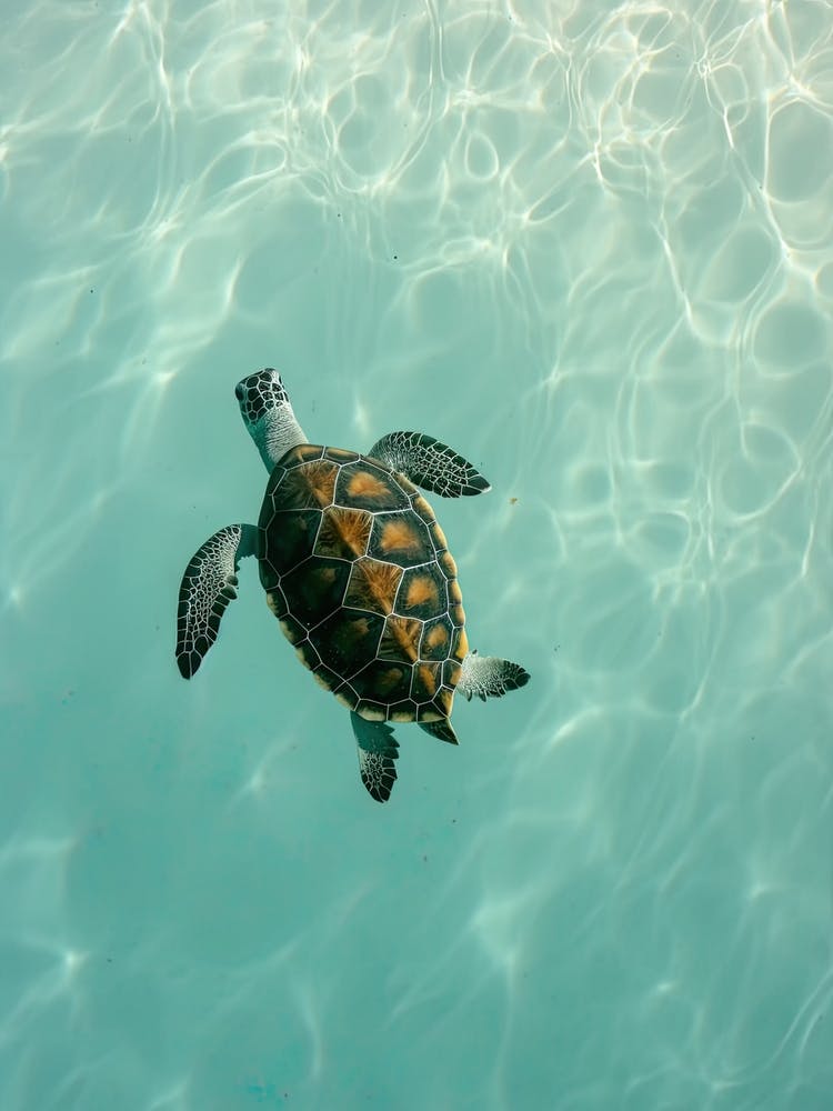 Tortue de Mer Nageant 3