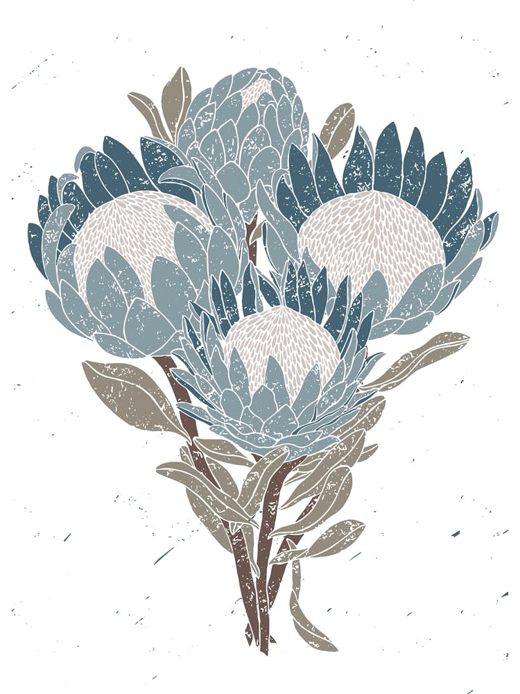 South African Proteas