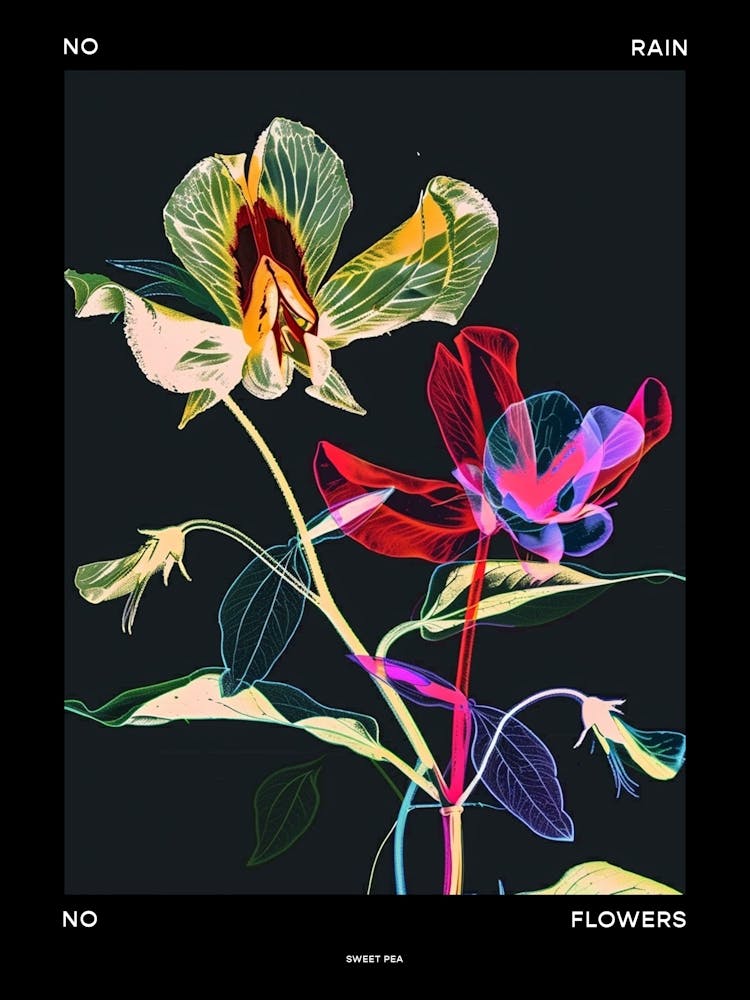 No Rain No Flowers Poster Sweet Pea 1