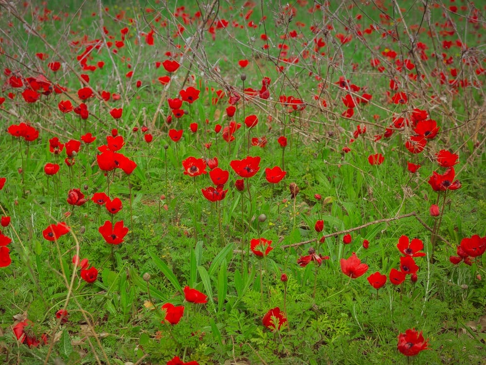 Field Of Red Anemones 1