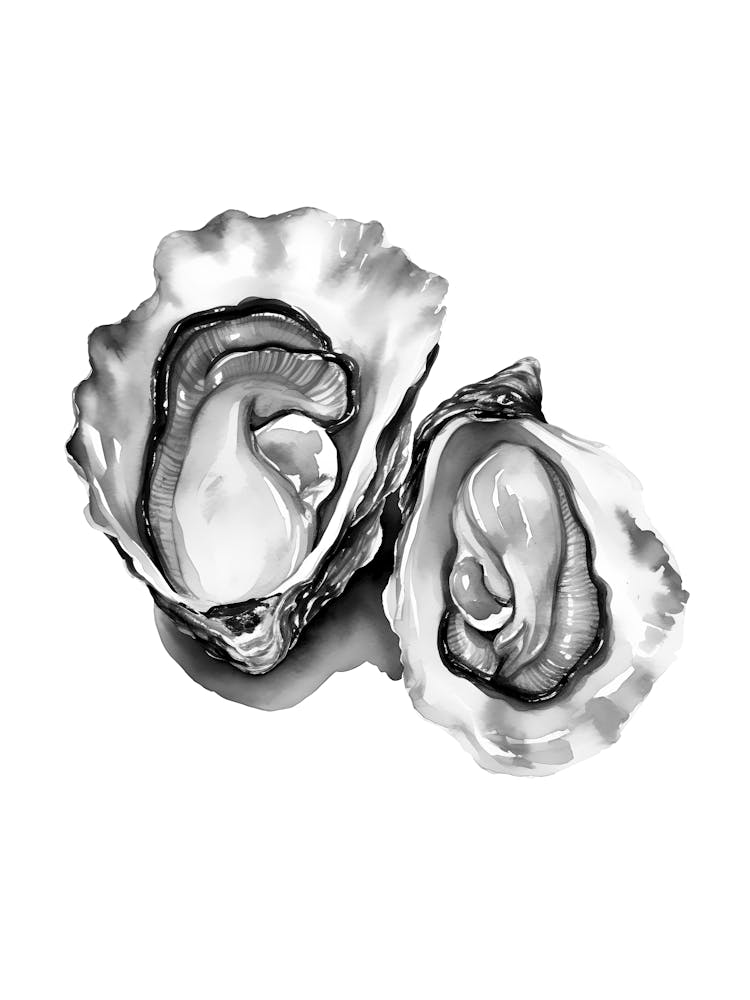 Oysters On A White Background