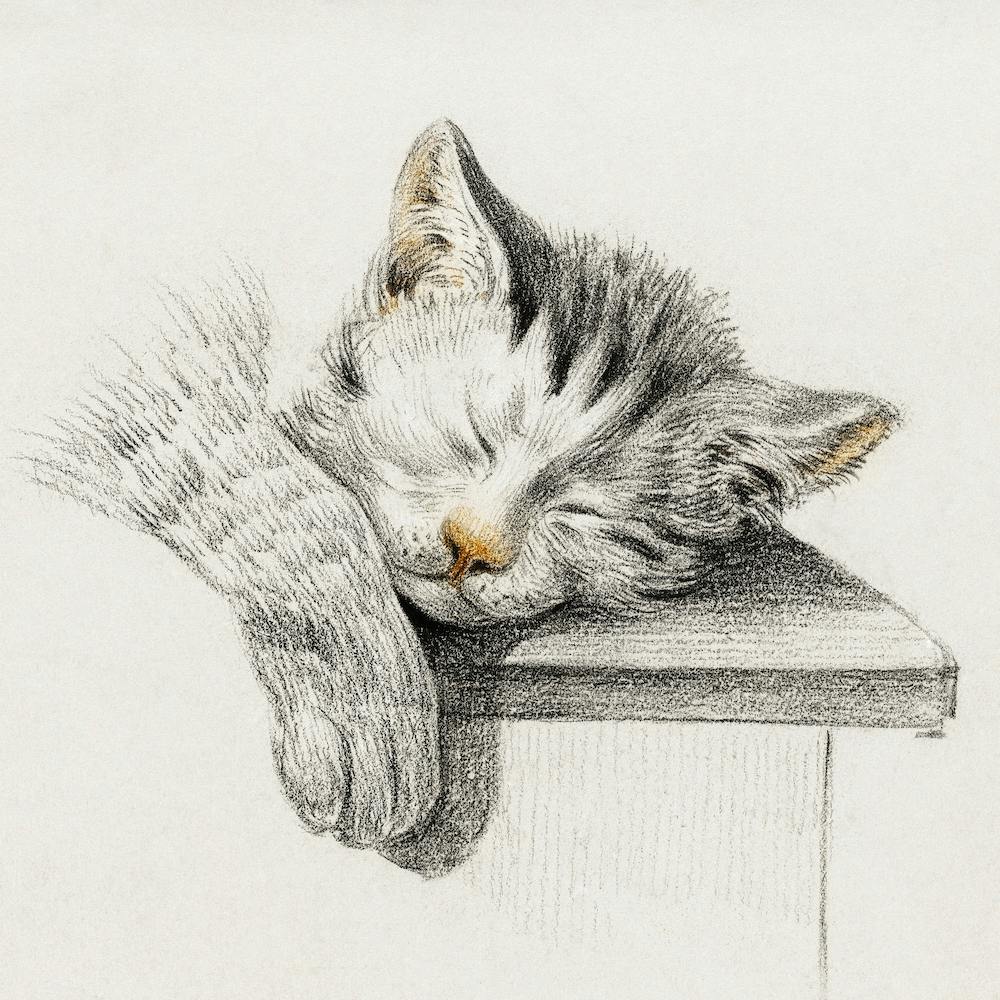 Sketch Of A Sleeping Cat 1, Jean Bernard