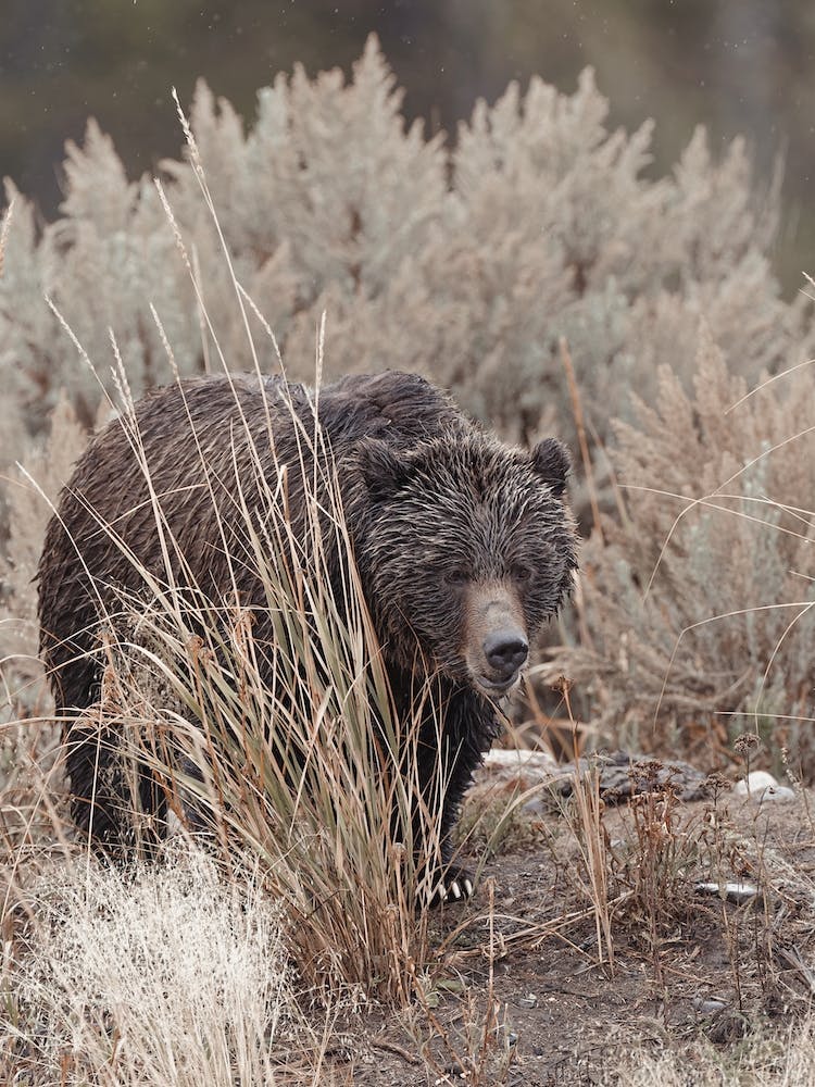 Bear In Sagebrush