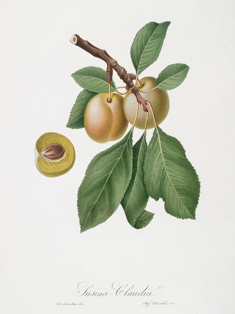 Prune (Prunus Claudia) From Pomona Italiana (1817 1839), Giorgio Gallesio
