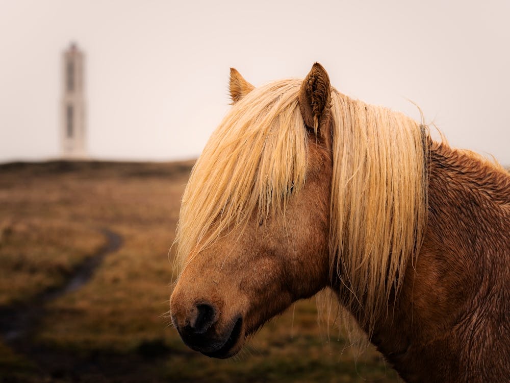 the Icelandic