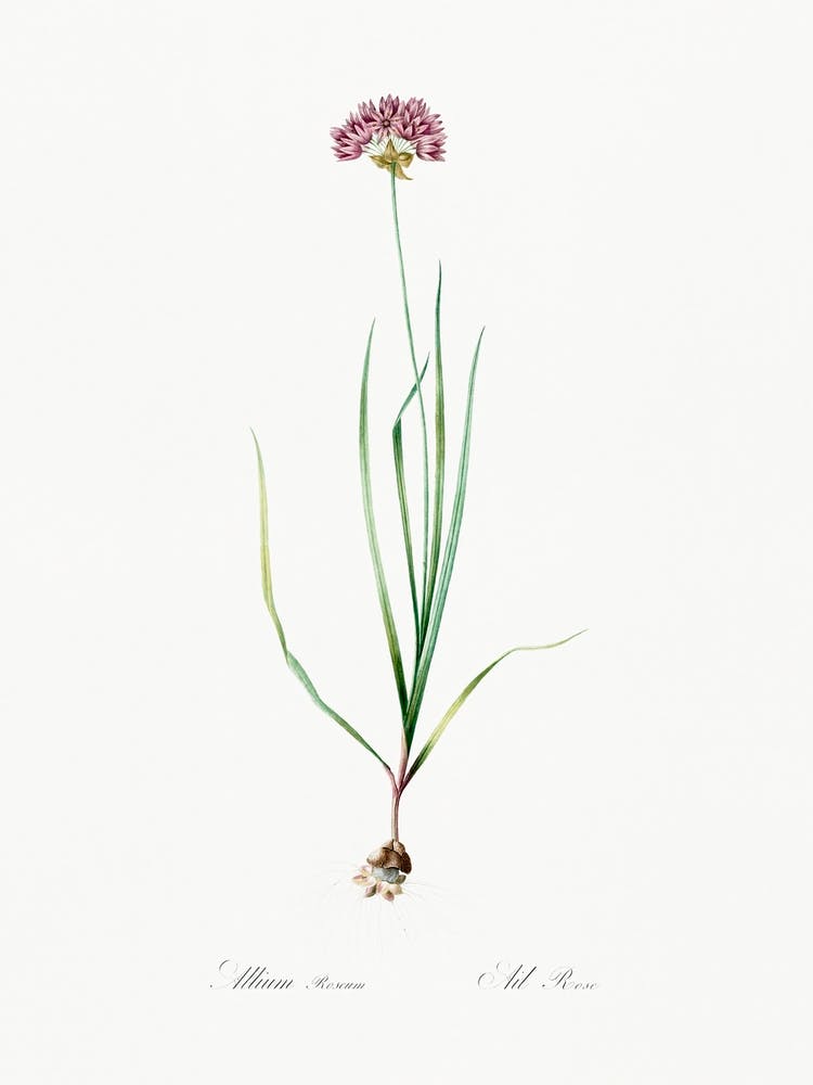 Rosy Garlic Illustration From Les Liliacées (1805), Pierre Joseph Redoute