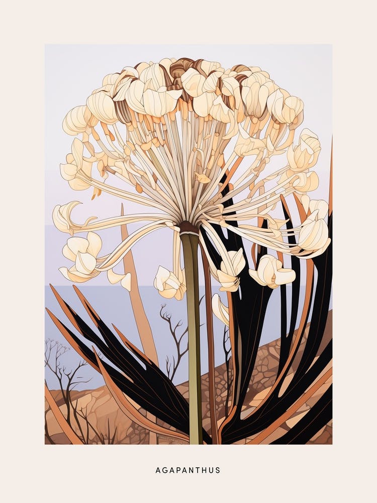 Flower Illustration Agapanthus 1 Poster