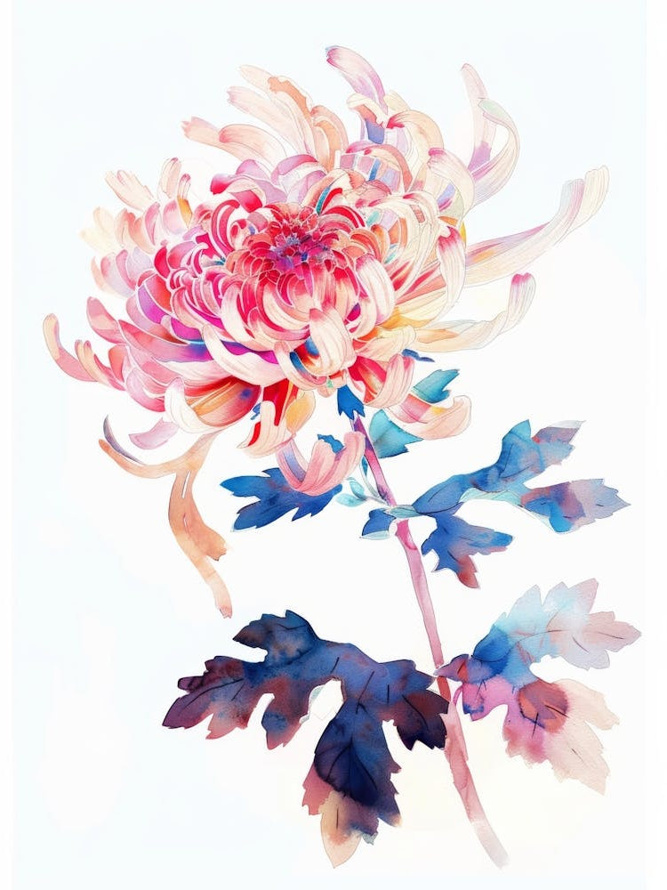 Chrysanthemum 4