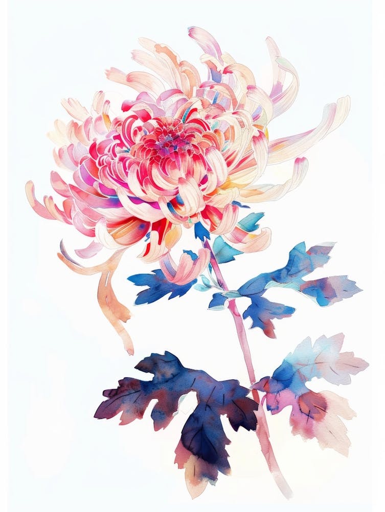 Chrysanthemum 4
