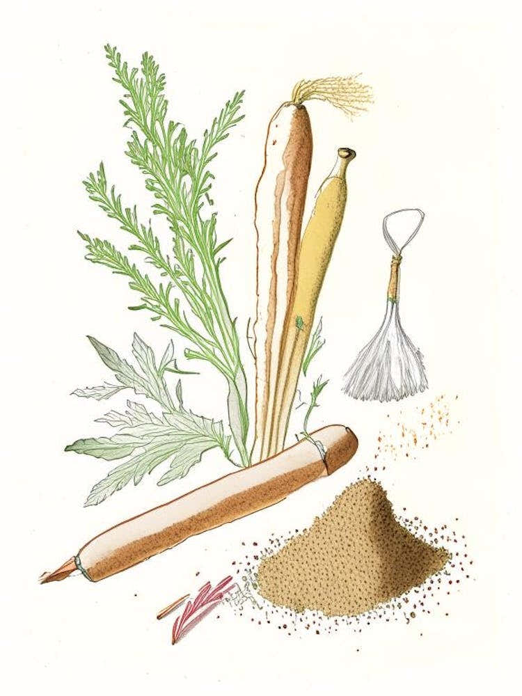 Horseradish Spices And Herbs Pencil Illustration 3