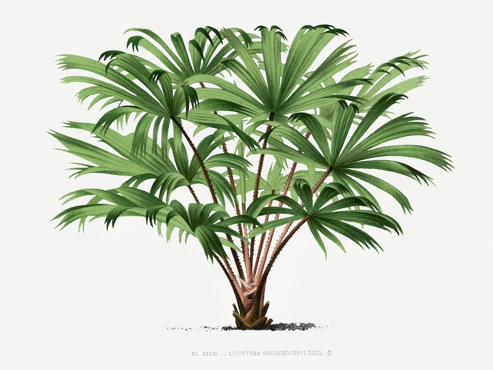 Vintage Palm Tree Illustration