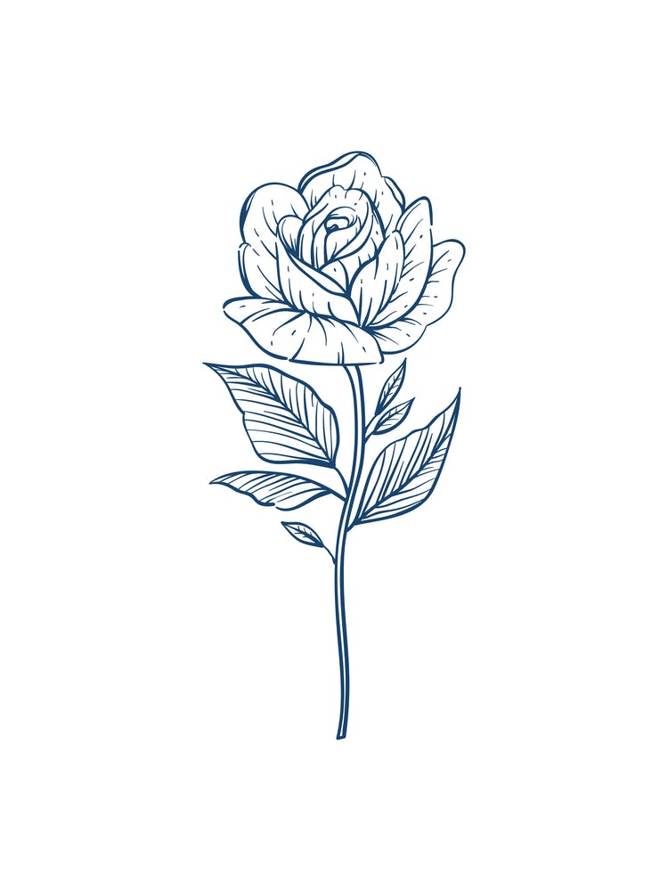 Rose Flower Isolated On White Background